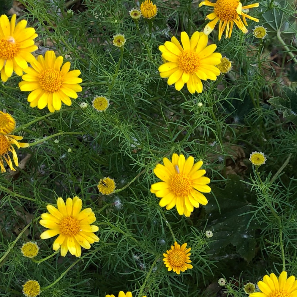 Meet your Posher, Desiree